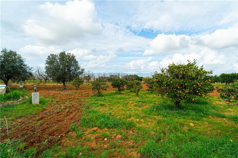 Rustikale Finca auf einem ca. 4.800 m² großen Grundstück